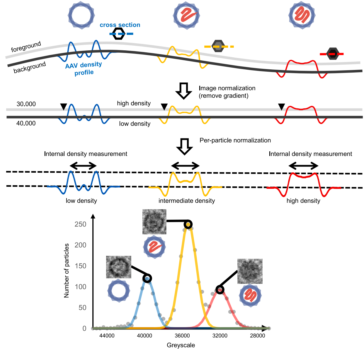 AAV Vector Characterization with Quantitative TEM - Qutem